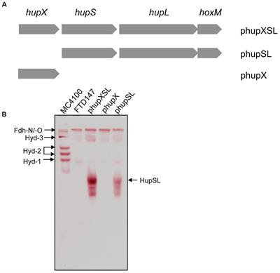 Insights Into the Redox Sensitivity of Chloroflexi Hup-Hydrogenase Derived From Studies in Escherichia coli: Merits and Pitfalls of Heterologous [NiFe]-Hydrogenase Synthesis